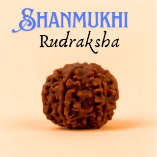 Shanmukhi - Rudraksha ISHA Shanmukhi 6-faced Consecrated in Dhyanalinga